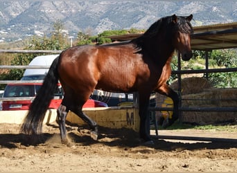 PRE, Étalon, 5 Ans, 166 cm, Bai