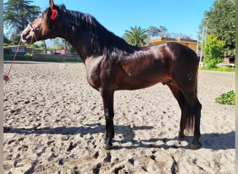 PRE Croisé, Étalon, 5 Ans, 166 cm, Bai