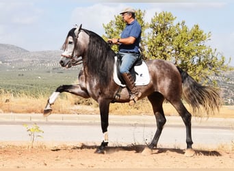 PRE Croisé, Étalon, 5 Ans, 166 cm, Gris