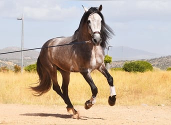PRE Croisé, Étalon, 5 Ans, 166 cm, Gris