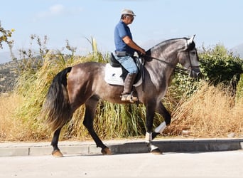 PRE Croisé, Étalon, 5 Ans, 166 cm, Gris