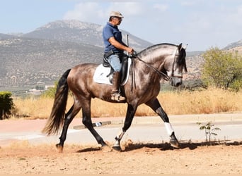PRE Croisé, Étalon, 5 Ans, 166 cm, Gris