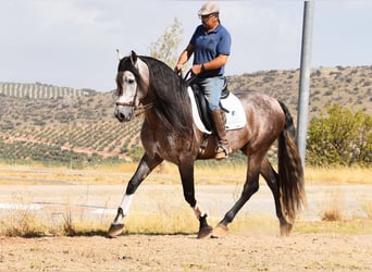 PRE Croisé, Étalon, 5 Ans, 166 cm, Gris