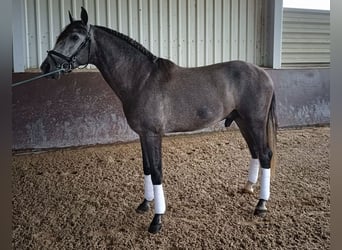 PRE Croisé, Étalon, 5 Ans, 166 cm, Gris