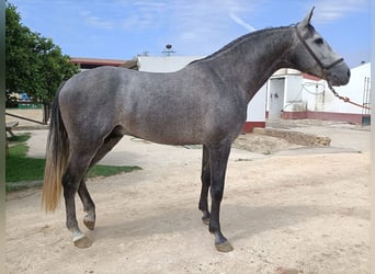 PRE Croisé, Étalon, 5 Ans, 166 cm, Gris