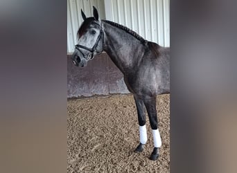 PRE Croisé, Étalon, 5 Ans, 166 cm, Gris