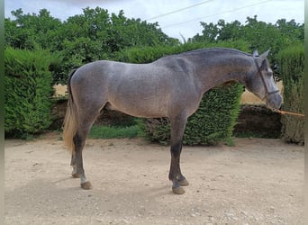 PRE Croisé, Étalon, 5 Ans, 166 cm, Gris