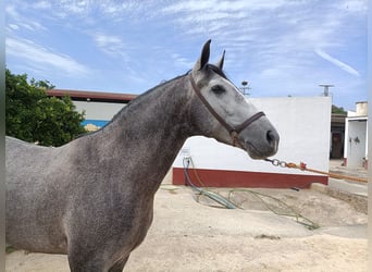 PRE Croisé, Étalon, 5 Ans, 166 cm, Gris