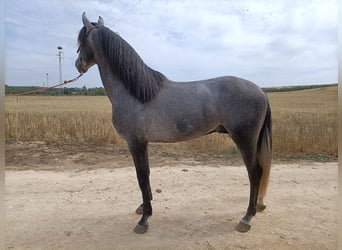 PRE Croisé, Étalon, 5 Ans, 166 cm, Gris