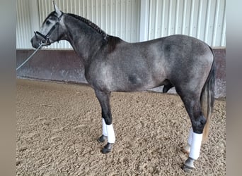 PRE Croisé, Étalon, 5 Ans, 166 cm, Gris