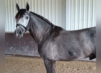 PRE Croisé, Étalon, 5 Ans, 166 cm, Gris