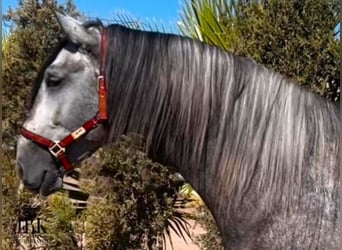 PRE Croisé, Étalon, 5 Ans, 166 cm, Gris pommelé