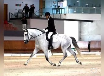 PRE, Étalon, 5 Ans, 166 cm, Gris pommelé