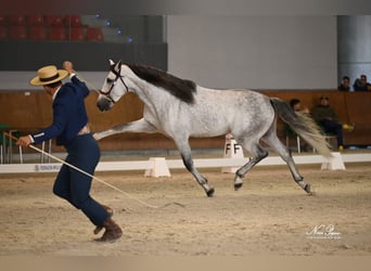 PRE, Étalon, 5 Ans, 166 cm, Gris pommelé