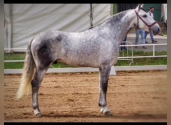 PRE, Étalon, 5 Ans, 166 cm, Gris pommelé