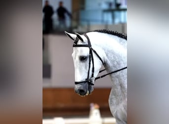 PRE, Étalon, 5 Ans, 166 cm, Gris pommelé