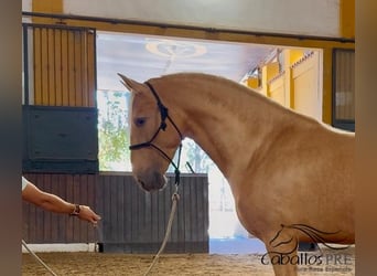PRE Croisé, Étalon, 5 Ans, 166 cm, Palomino