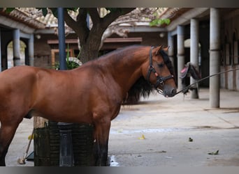 PRE Croisé, Étalon, 5 Ans, 167 cm, Bai cerise