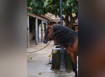 PRE Croisé, Étalon, 5 Ans, 167 cm, Bai cerise