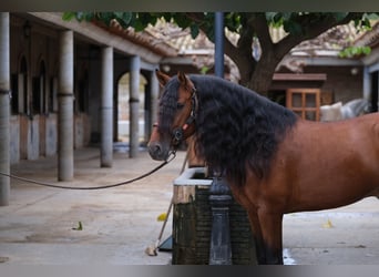 PRE Croisé, Étalon, 5 Ans, 167 cm, Bai cerise