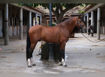 PRE Croisé, Étalon, 5 Ans, 167 cm, Bai cerise