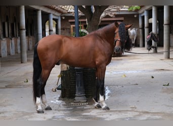 PRE Croisé, Étalon, 5 Ans, 167 cm, Bai cerise