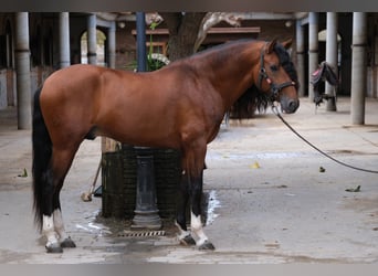 PRE Croisé, Étalon, 5 Ans, 167 cm, Bai cerise