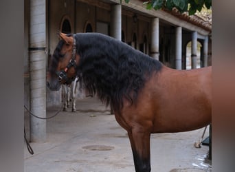 PRE Croisé, Étalon, 5 Ans, 167 cm, Bai cerise