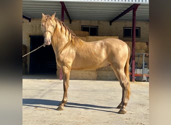 PRE Croisé, Étalon, 5 Ans, 167 cm, Champagne