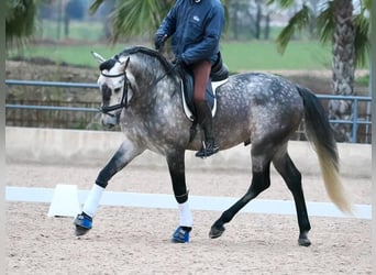 PRE Croisé, Étalon, 5 Ans, 167 cm, Gris