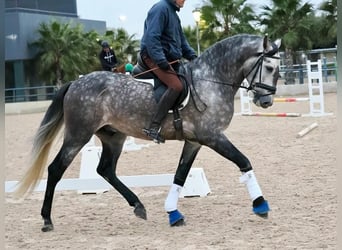 PRE Croisé, Étalon, 5 Ans, 167 cm, Gris