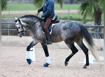 PRE Croisé, Étalon, 5 Ans, 167 cm, Gris