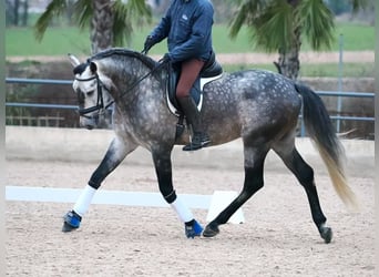 PRE Croisé, Étalon, 5 Ans, 167 cm, Gris