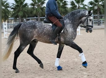 PRE Croisé, Étalon, 5 Ans, 167 cm, Gris