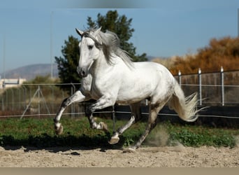 PRE Croisé, Étalon, 5 Ans, 167 cm, Gris