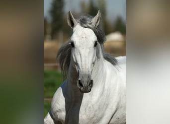 PRE Croisé, Étalon, 5 Ans, 167 cm, Gris