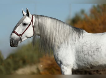 PRE Croisé, Étalon, 5 Ans, 167 cm, Gris