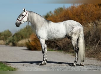 PRE Croisé, Étalon, 5 Ans, 167 cm, Gris