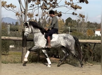 PRE Croisé, Étalon, 5 Ans, 167 cm, Gris