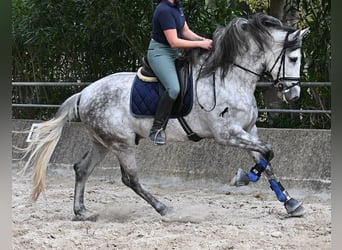 PRE Croisé, Étalon, 5 Ans, 167 cm, Gris