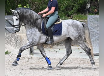 PRE Croisé, Étalon, 5 Ans, 167 cm, Gris