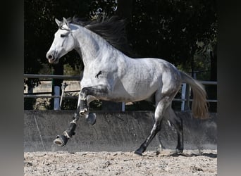 PRE Croisé, Étalon, 5 Ans, 167 cm, Gris