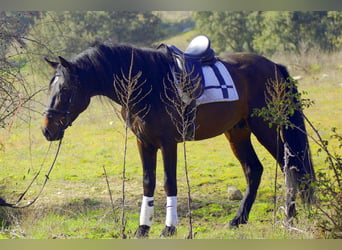 PRE, Étalon, 5 Ans, 168 cm, Bai brun