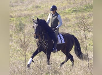 PRE, Étalon, 5 Ans, 168 cm, Bai brun