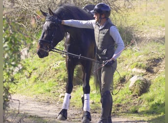 PRE, Étalon, 5 Ans, 168 cm, Bai brun