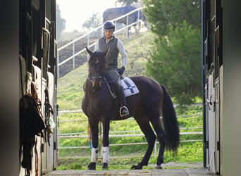 PRE, Étalon, 5 Ans, 168 cm, Bai brun