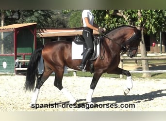PRE Croisé, Étalon, 5 Ans, 168 cm, Bai