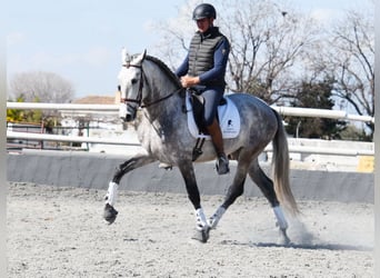 PRE Croisé, Étalon, 5 Ans, 168 cm, Gris