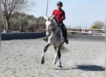 PRE Croisé, Étalon, 5 Ans, 168 cm, Gris