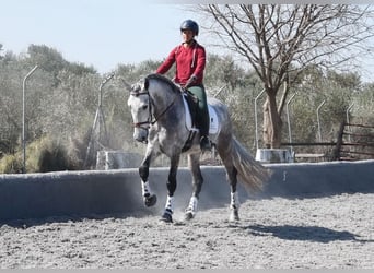 PRE Croisé, Étalon, 5 Ans, 168 cm, Gris